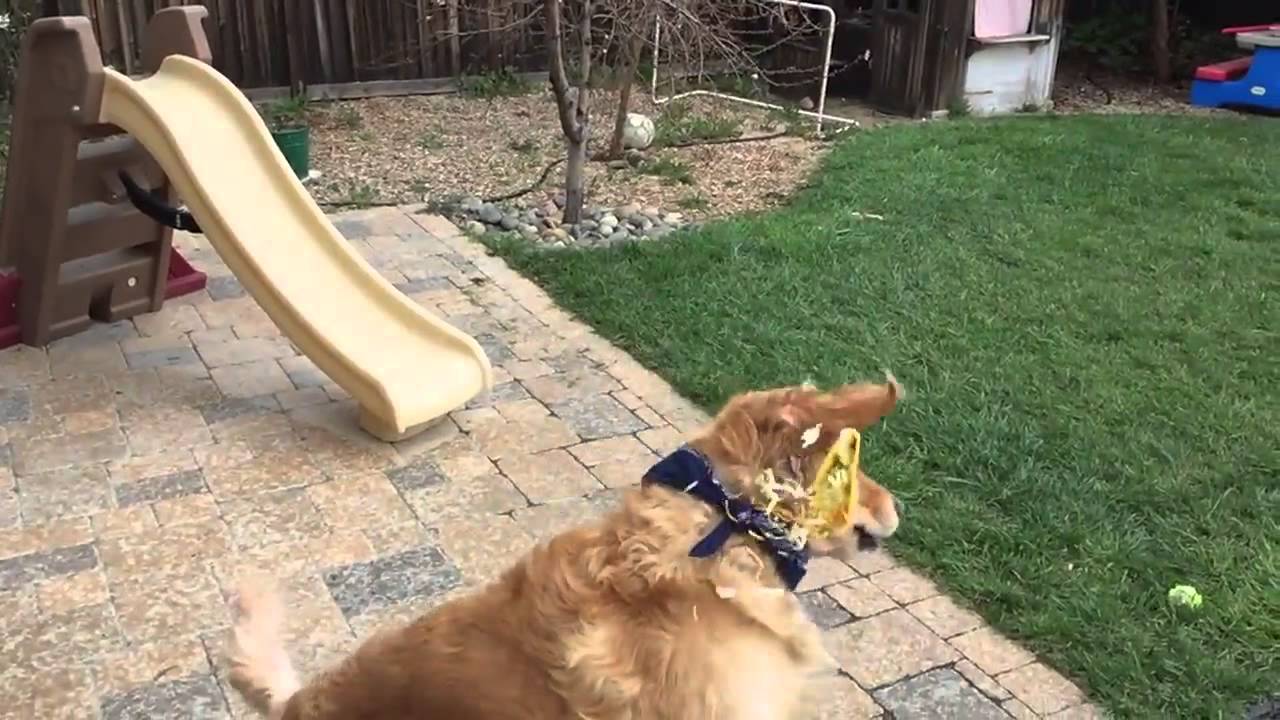 VIDEO: Chytanie nie je jeho najlepšia vlastnosť