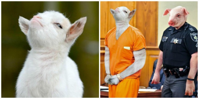 18 Obrázkov: Tento samoľúby malý bastard sa stal ďalšou obeťou Internetu