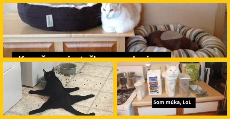 Mačacia logika ktorá ti dá zabrať (15 obrázkov)