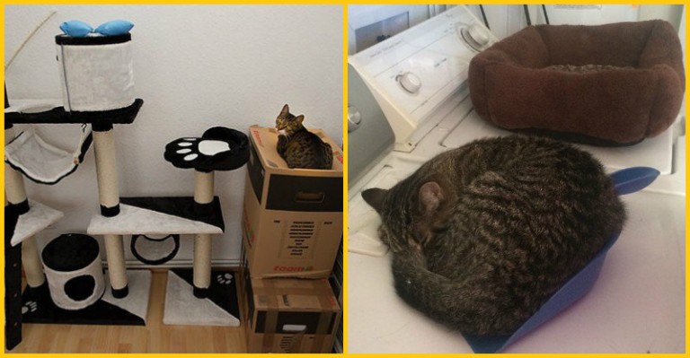 15 ukážok smutnej mačacej logiky