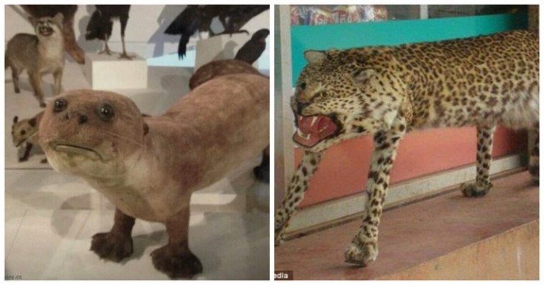 Keď sa ešte len zaúčaš vypchávať zvieratá (26 Obrázkov)