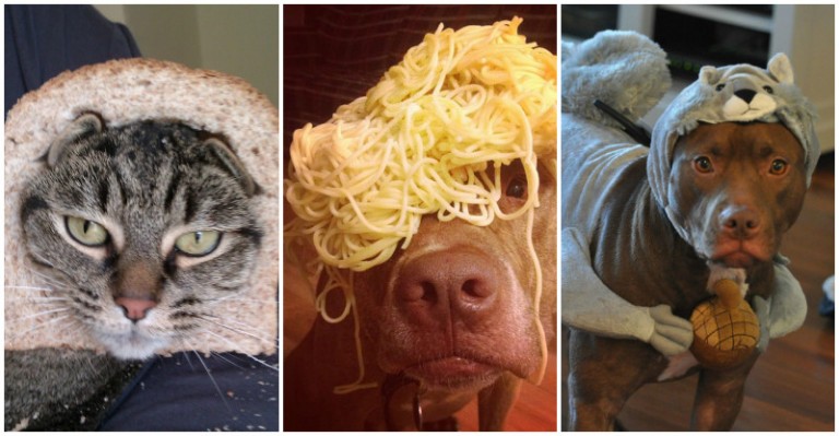 25 Obrázkov: Zvieratá, ktoré si zaslúžia poriadne ospravedlnenie