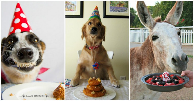 20 zvierat, ktoré majú lepšiu narodeninovú oslavu ako ty