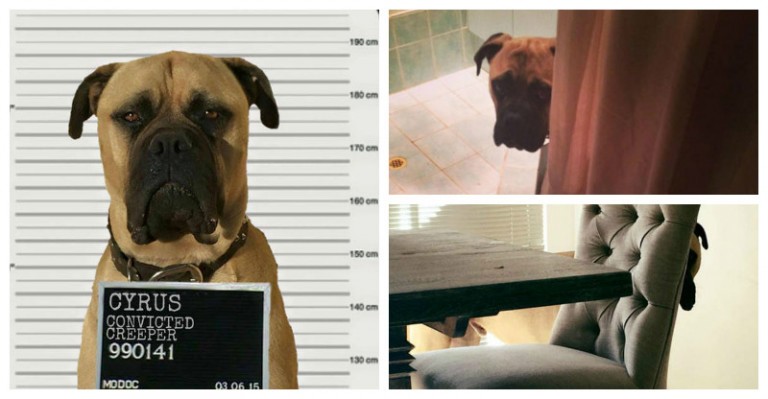 Nie som si istý ale mám pocit že môj pes na mňa niečo chystá…(19 obrázkov)