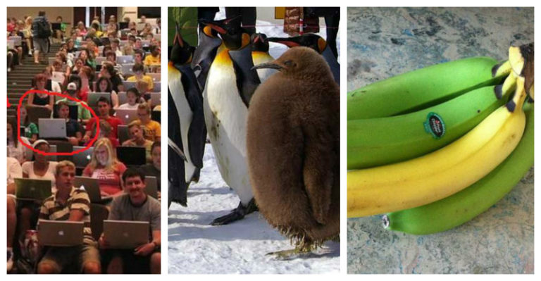 26 Obrázkov: Keď nezapadáš do davu ale skôr vytŕčaš