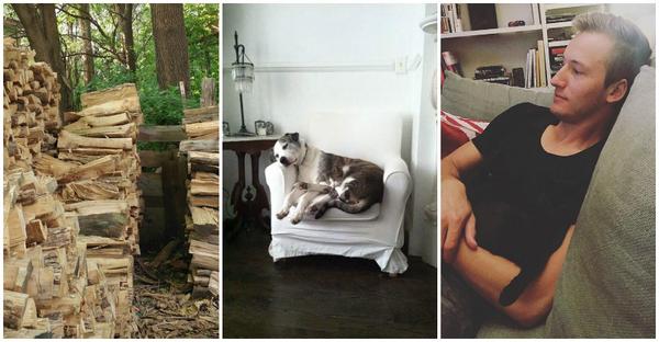 25 mačiek, ktoré ovládajú dokonalú kamufláž. Nájdeš ich všetky?