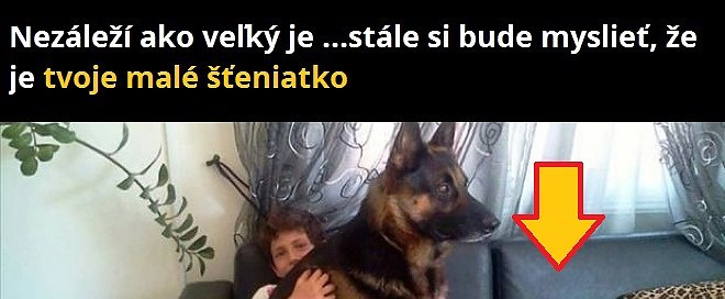 15 prípadov, ktoré pochopia (nie)len majitelia psov