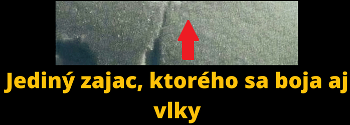 Jediný zajac, ktorého sa aj boja aj vlky