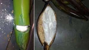 Nakupovat banány se pořád oplatí, španělská policie v nich opět našla překvapení