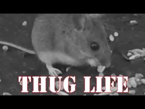 nebojácný policista komicky utíká před malou myškou a navíc se nechal natočit na průmyslovou kameru