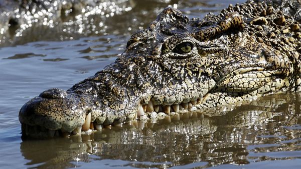 Po zkoušce víry po pastorovi zbyli jen sandále. Fanatická víra fakt škodí zdraví. Sežrali ho krokodýli