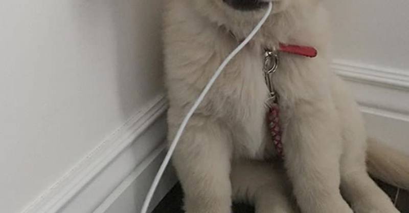 Pes vie ako chytro riešiť veci