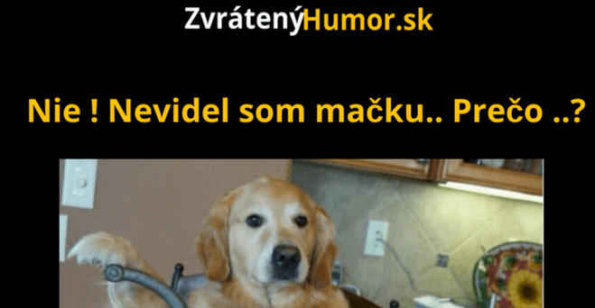 Videli ste niekto mačku ?