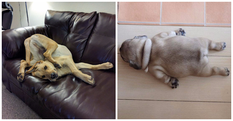 15+ Obrázkov: Počujte, mám pocit, že sa mi pokazil pes…