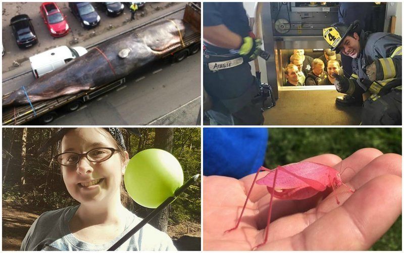 20+ Obrázkov: Takéto zábery sa nepodaria každý deň