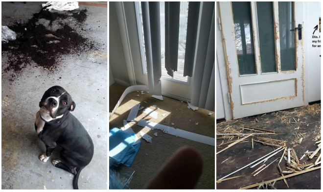 Domáci miláčikovia niekedy vedia pre svojich majiteľov pripraviť pekné prekvapenia (20+ Obrázkov)