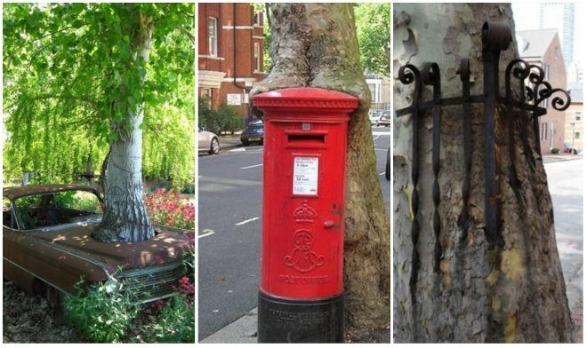 25+ Obrázkov: Tieto obrázky stromov ti ukážu, že cez všetko sa dá v pohode prejsť