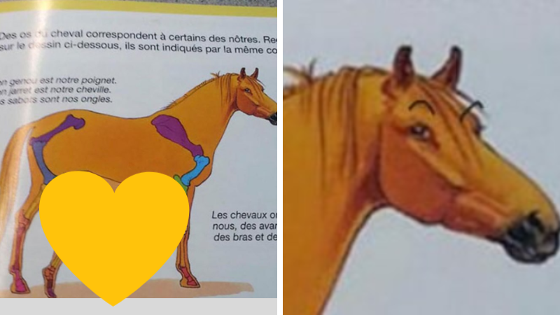 Porovnanie stavby tela koňa a človeka v učebnici sa tak celkom nepodarilo
