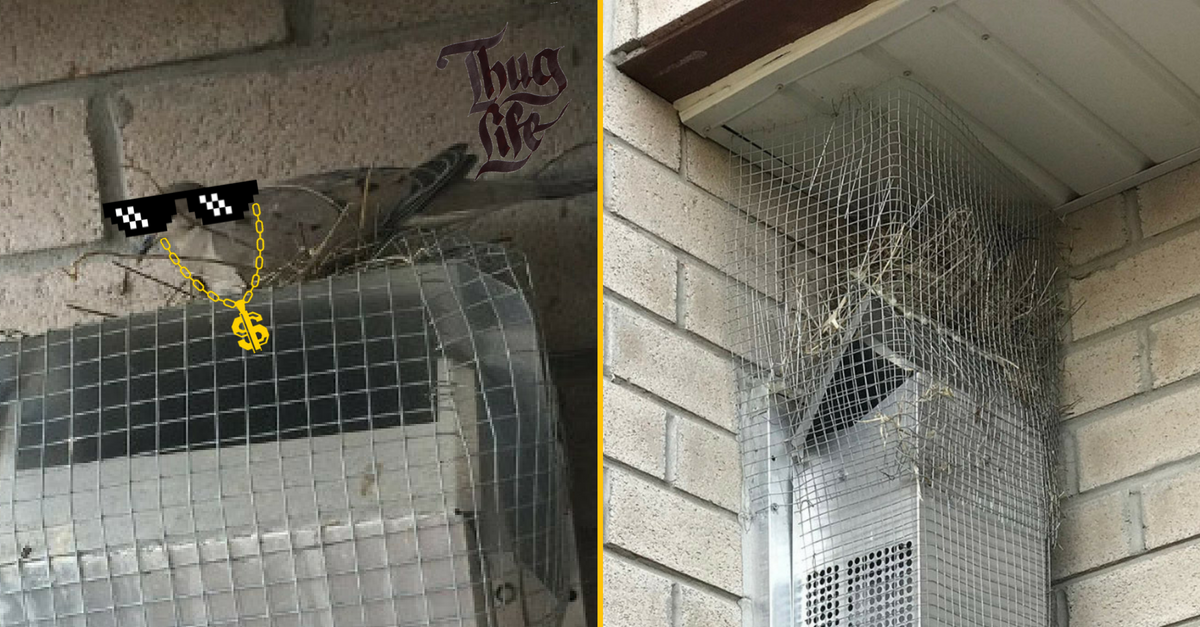 Po 4 rokoch sa mužovi konečne podarilo vyhrať súboj nad vtákmi, ktoré si na jeho dome stavali hniezdo – každým obrázkom je príbeh vtipnejší