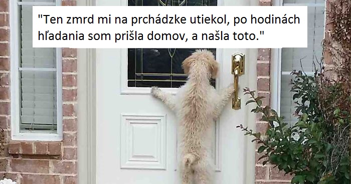 25+ nie veľmi múdrych psíkov, ktorí sa rozhodli pobaviť okolie