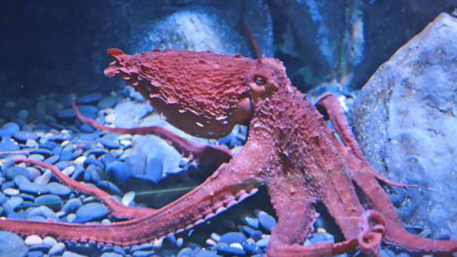 Japonská „magická“ chobotnica, ktorá predpovedala výsledky MS vo Futbale bola zabitá a predaná ako jedlo