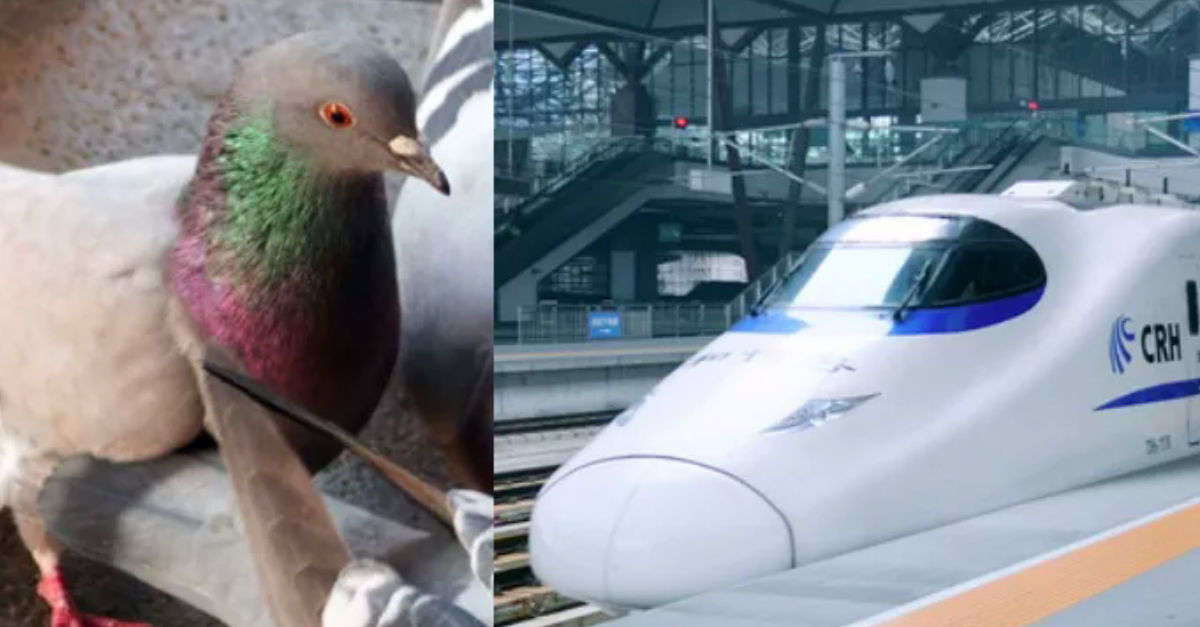 Holuby na pretekoch využili rýchlik, aby ich vyhrali.