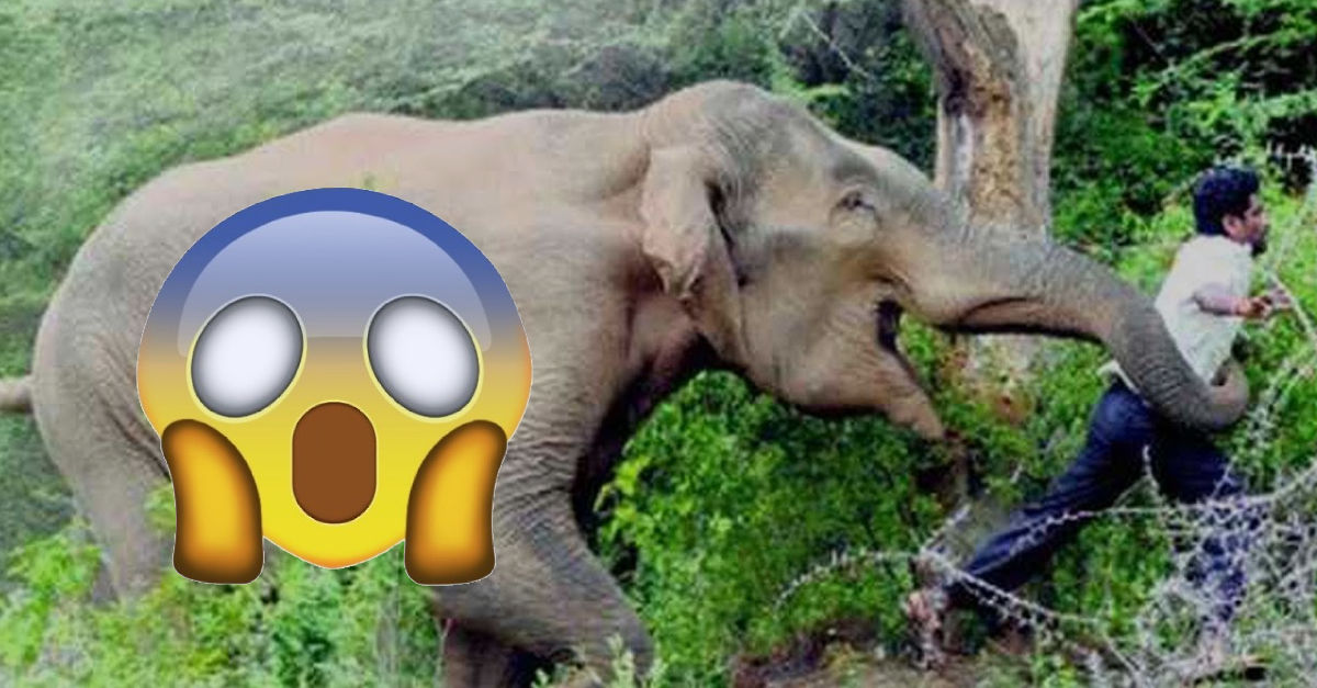 Človek skočil do ohrady k slonom, tie ho eskortovali von (video)