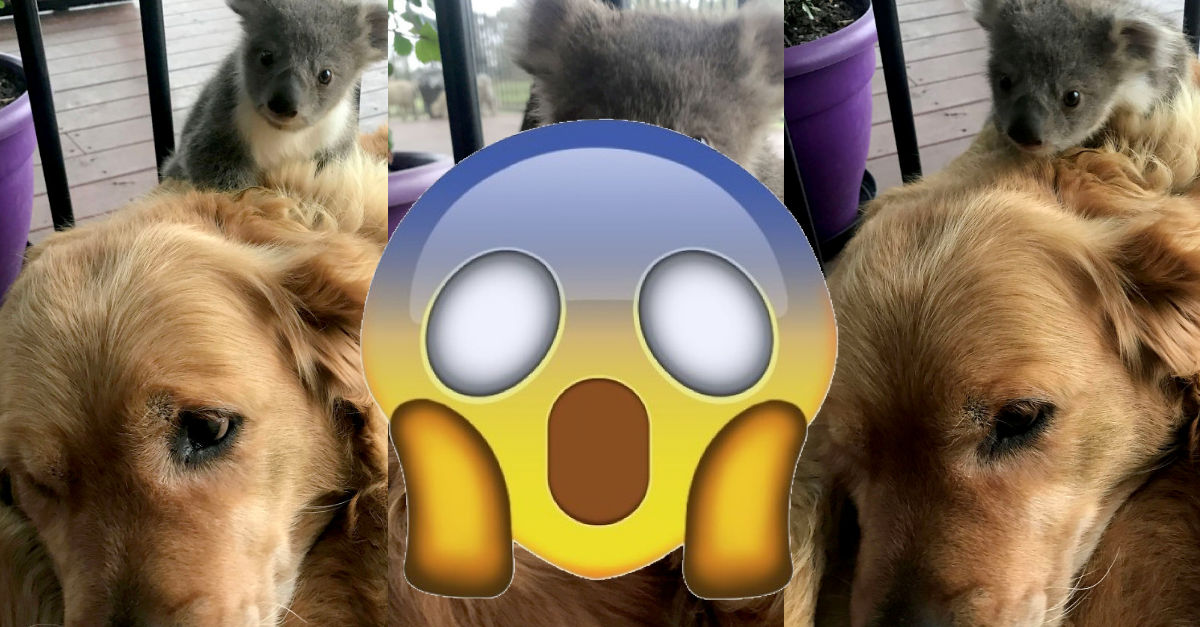 Zlatý retriever prekvapil majiteľku po tom, čo doniesol koalie mláďa, ktoré zachránil