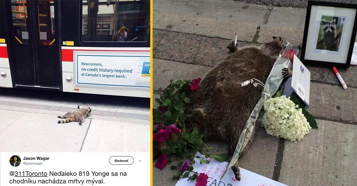 Ľudia v Toronte usporiadali vtipný memoriál pre mŕtveho medvedíka čistotného