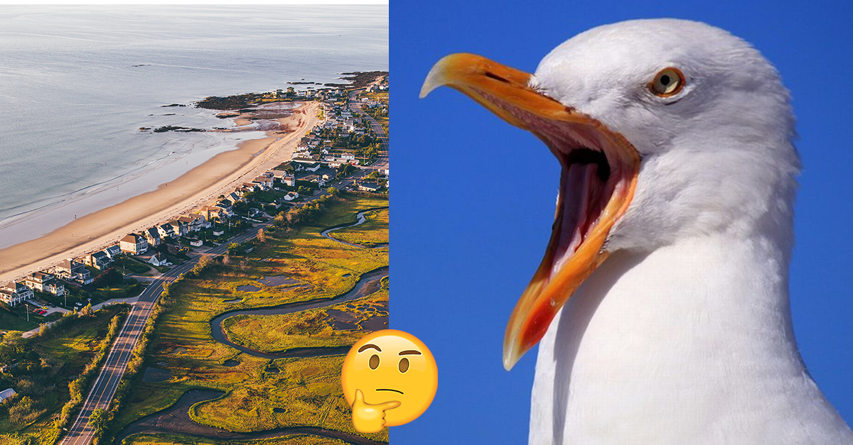 Muž dostal pokutu za kopanec do čajky, ktorá mu zjedla cheeseburger