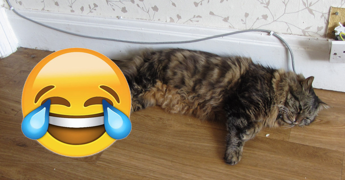 Ruský súd zbavil mačku obvinenia za dlžoby na elektrine