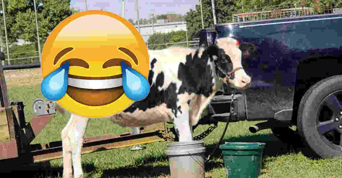 Príbeh adoptovanej kravy zo zadného sedadla, ktorá sa stala slávnou