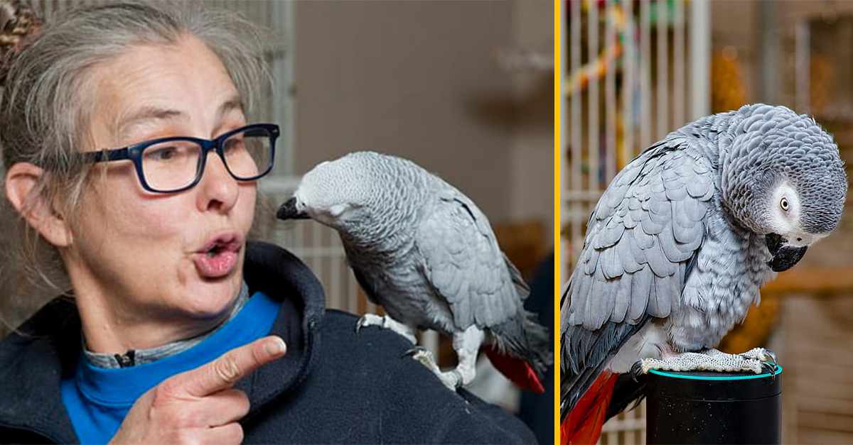 Prefíkaný papagáj si objednáva veci z Amazonu pomocou hlasovej asistentky Alexa