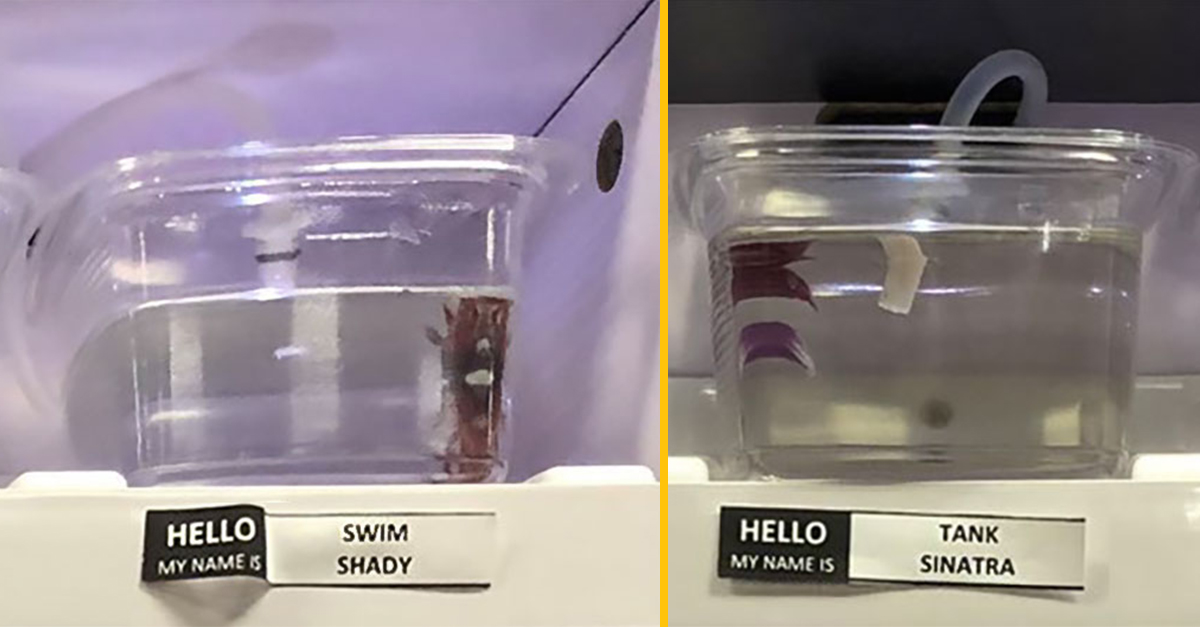 Obchod s domácimi zvieratami začal dávať mená rybičkám podľa známych celebrít – mená zábavne upravili