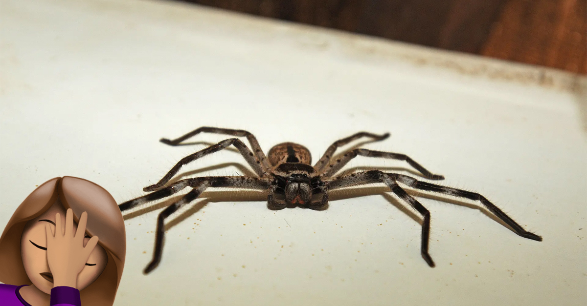 Prečo si nezomrel? – muž hlasným kričaním na pavúka spôsobil zásah polície