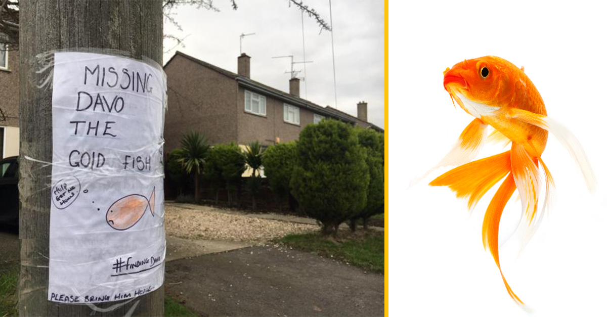 Žena z Veľkej Británie verejne hľadá stratenú zlatú rybku – aj za pomoci Facebooku