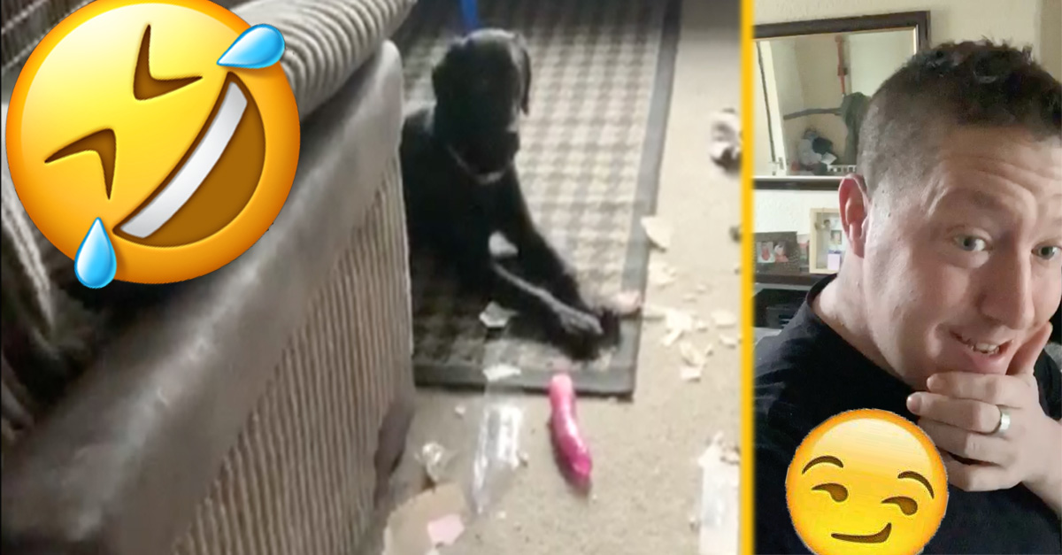 Pes roztrhal susedov balík od kuriéra – po rozbalení asi zostali prekvapení susedia aj pes