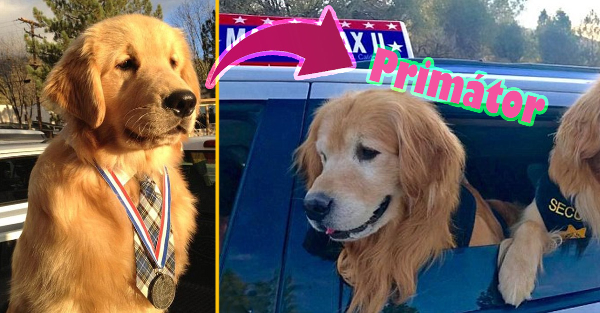 V meste v Kalifornii je primátorom pes! Dostal dokonca svoje vlastné služobné vozidlo