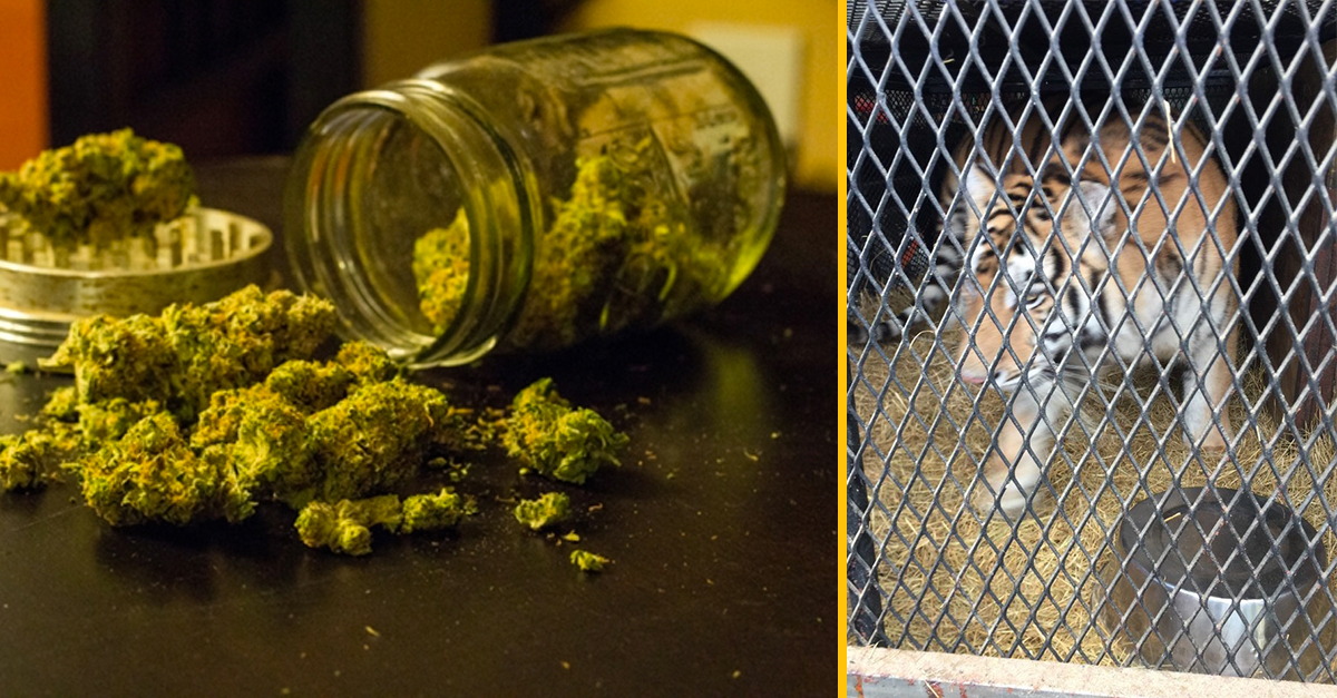 Človek, ktorý chcel fajčiť marihuanu sa šiel ukryť do opusteného domu – našiel tam tigra