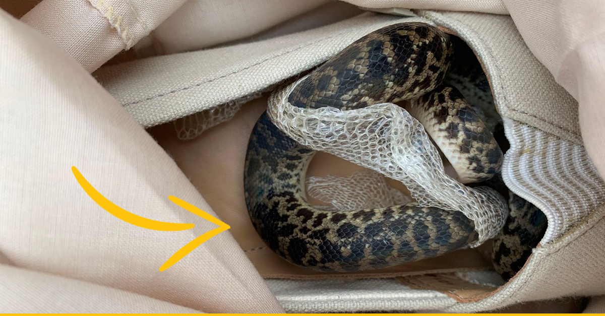 Škótska babička našla v kufri hada po príchode z Austrálie – preletel s ňou štvrť planéty