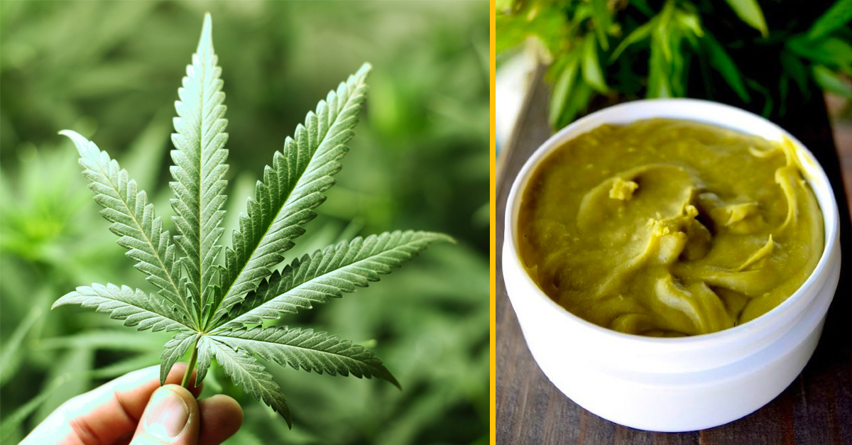 Mužovi zo Slovenska našli doma marihuanu za niekoľko tisíc eur – vraj chcel vyrábať liečivú masť