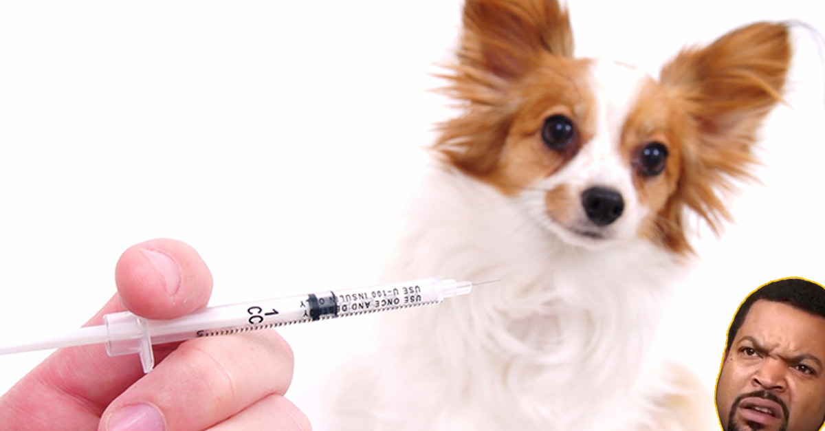 V obave, že sa u ich psov rozvinie autizmus, niektorí majitelia odmietajú očkovanie