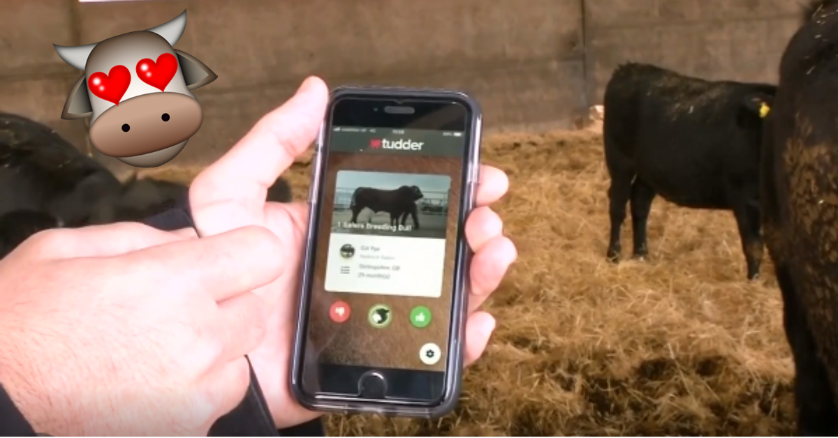 Tinder pre kravy: Na svete je nová appka, ktorá má hľadať najvhodnejších partnerov či partnerky pre hovädzí dobytok