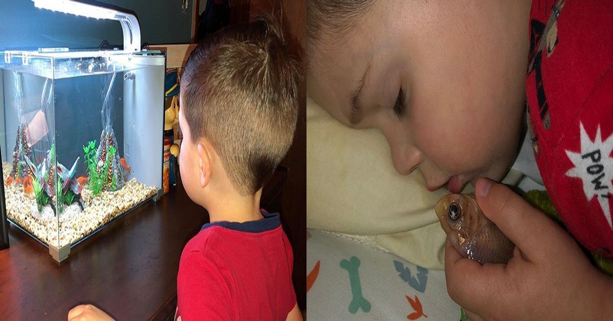 Chlapček omylom zabil svoju rybičku. Vybral ju z akvária, pretože sa s ňou chcel pomaznať