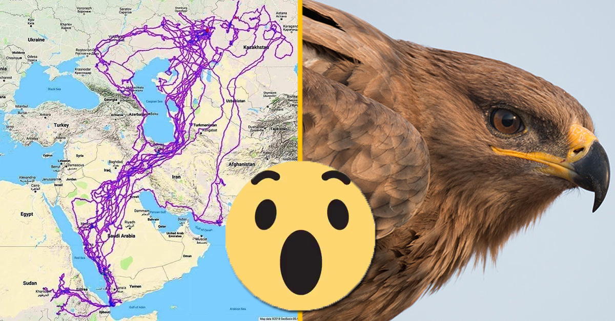 Muž našiel mŕtveho orla, ktorý pomocou GPS nahrával svoju 20-ročnú cestu