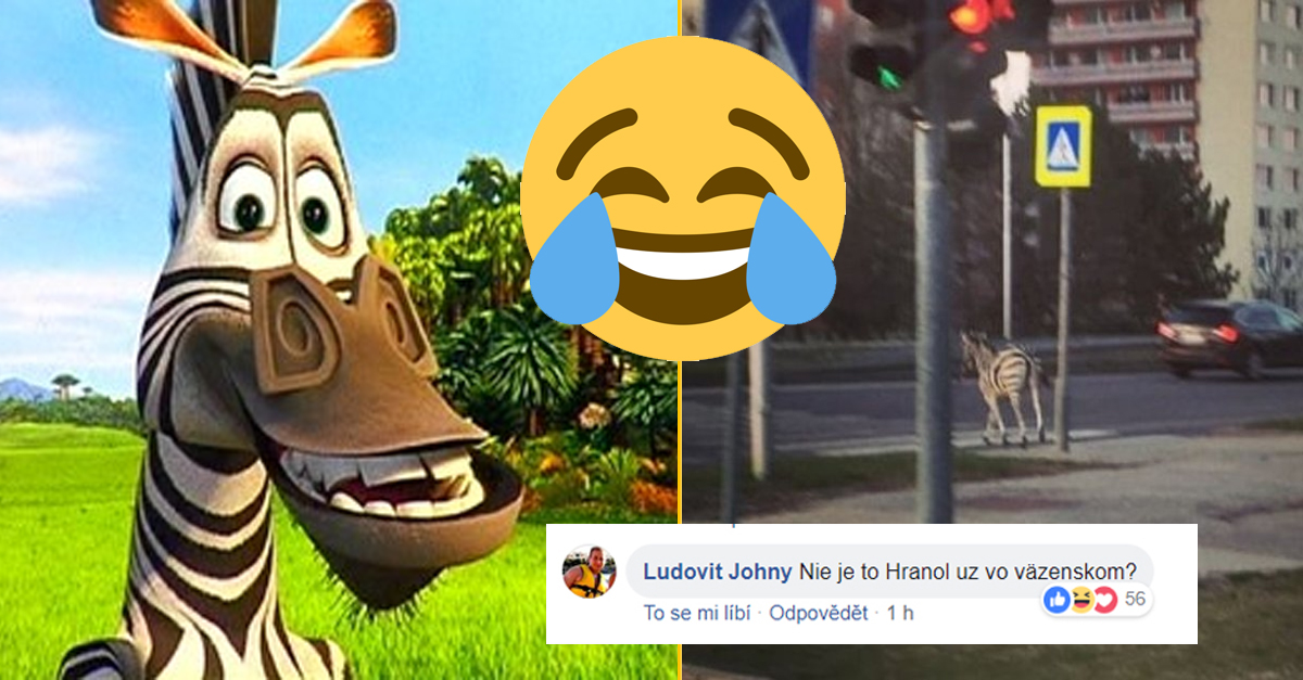 Živá zebra sa promenádovala v Nitre:  Vtipné komentáre nenechali na seba dlho čakať