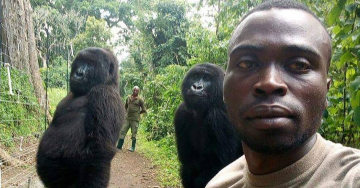 Gorily pózovali na selfie so strážcami parku