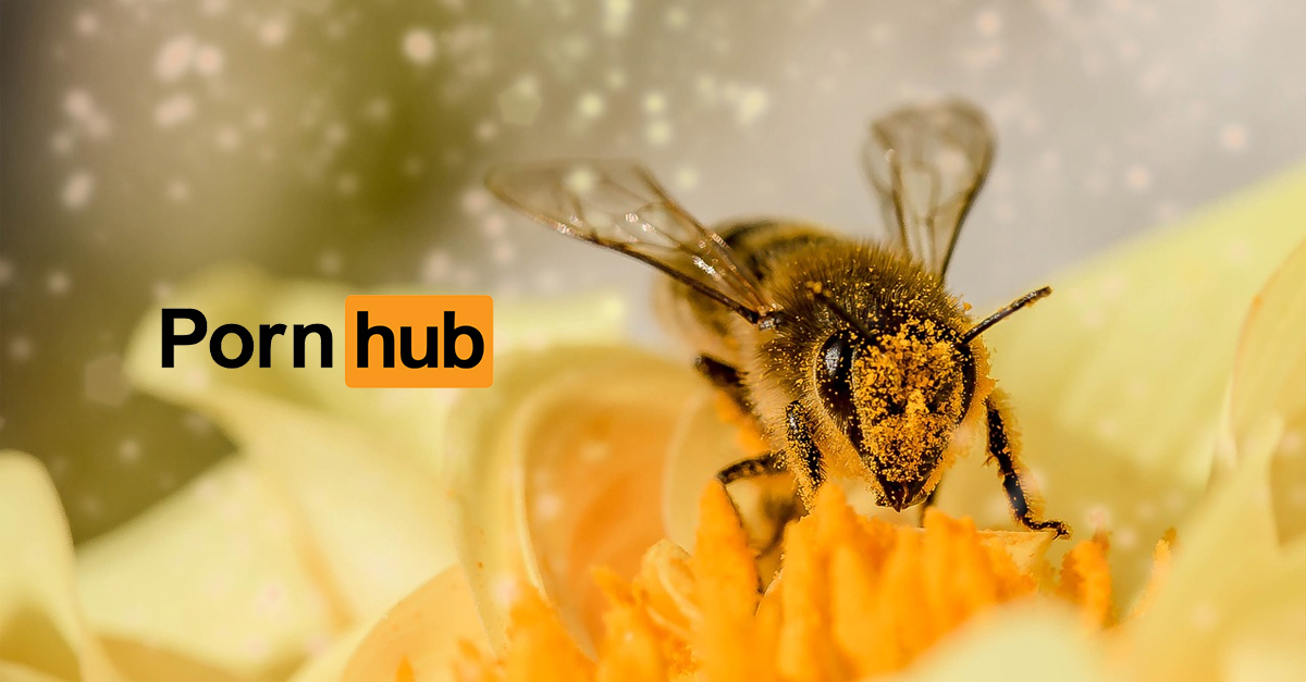 Pornhub sa púšťa do záchrany včiel – pridáva novú kategóriu „včelieho“ porna