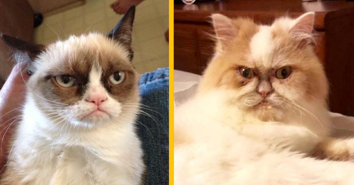 Táto nasratá mačka sa stane možno novou „Grumpy Cat“