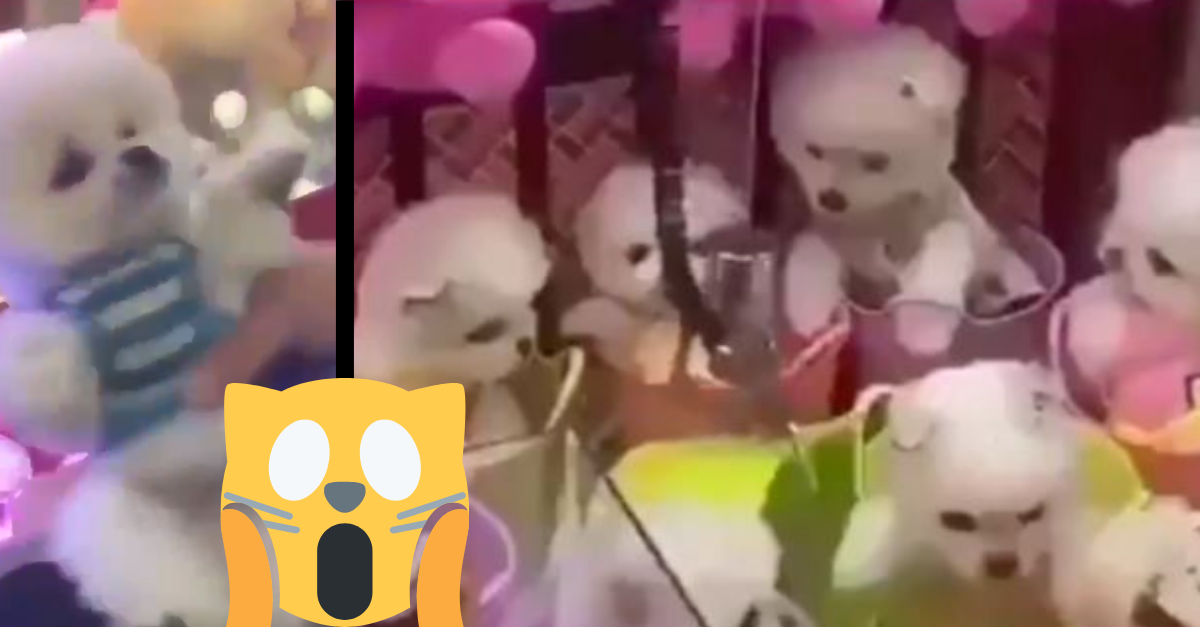 VIDEO: Hrací automat s vyťahovacou rukou používa ako ceny – živé psy